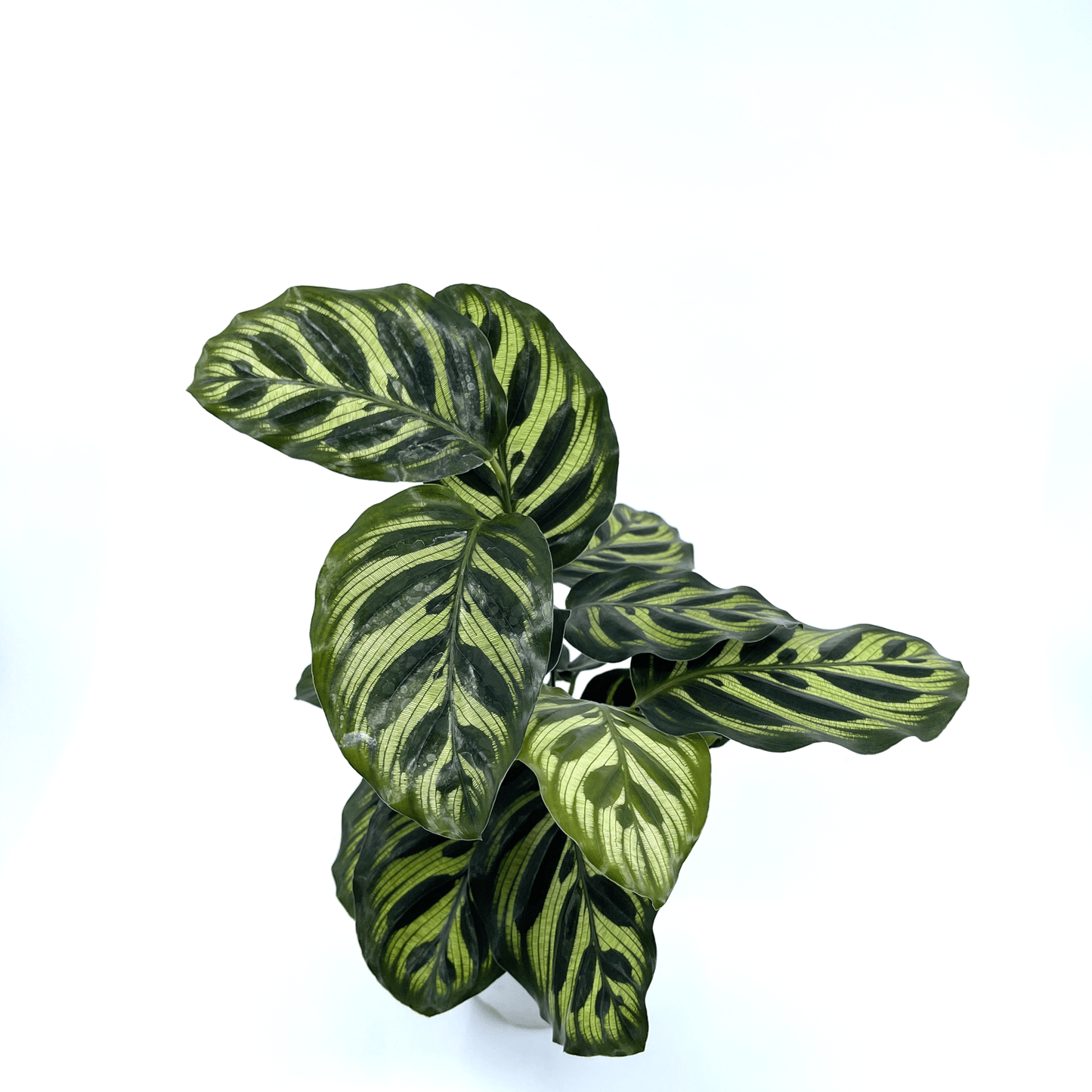Calathea - Makoyana (Peacock Plant) - The Plant Buddies