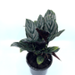 Calathea - Ornata - The Plant Buddies