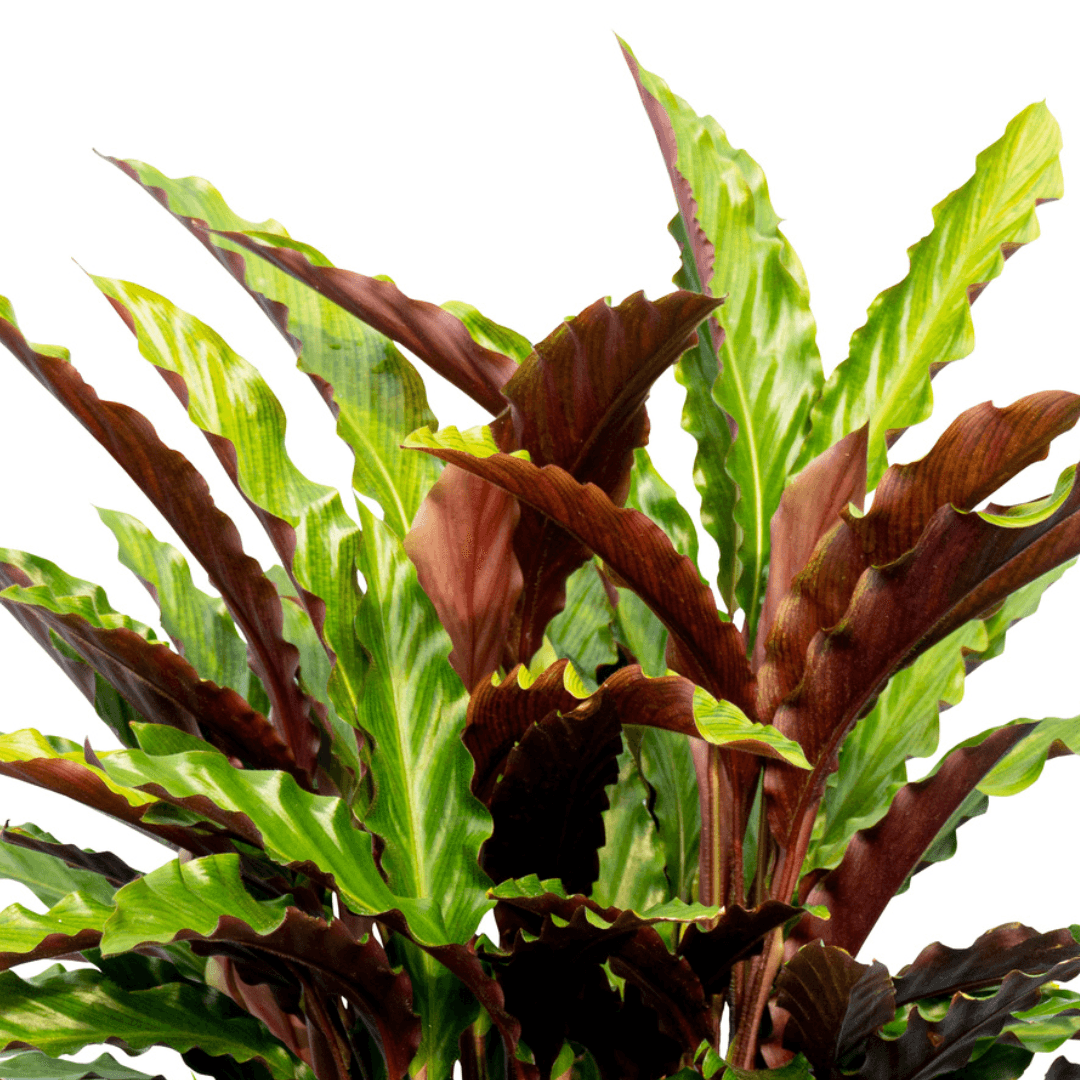Calathea - Rufibarba - The Plant Buddies