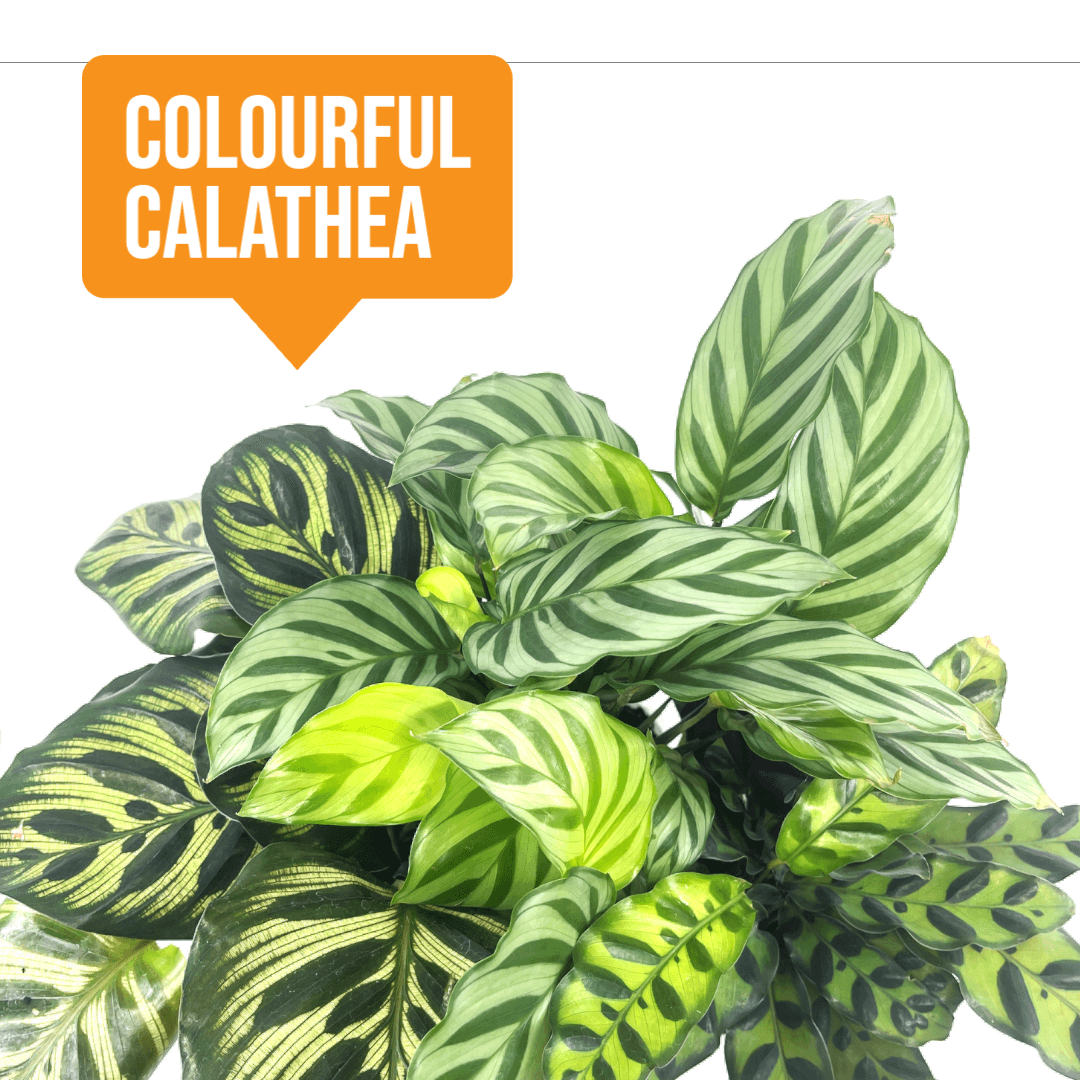 Colourful Calatheas - The Plant Buddies