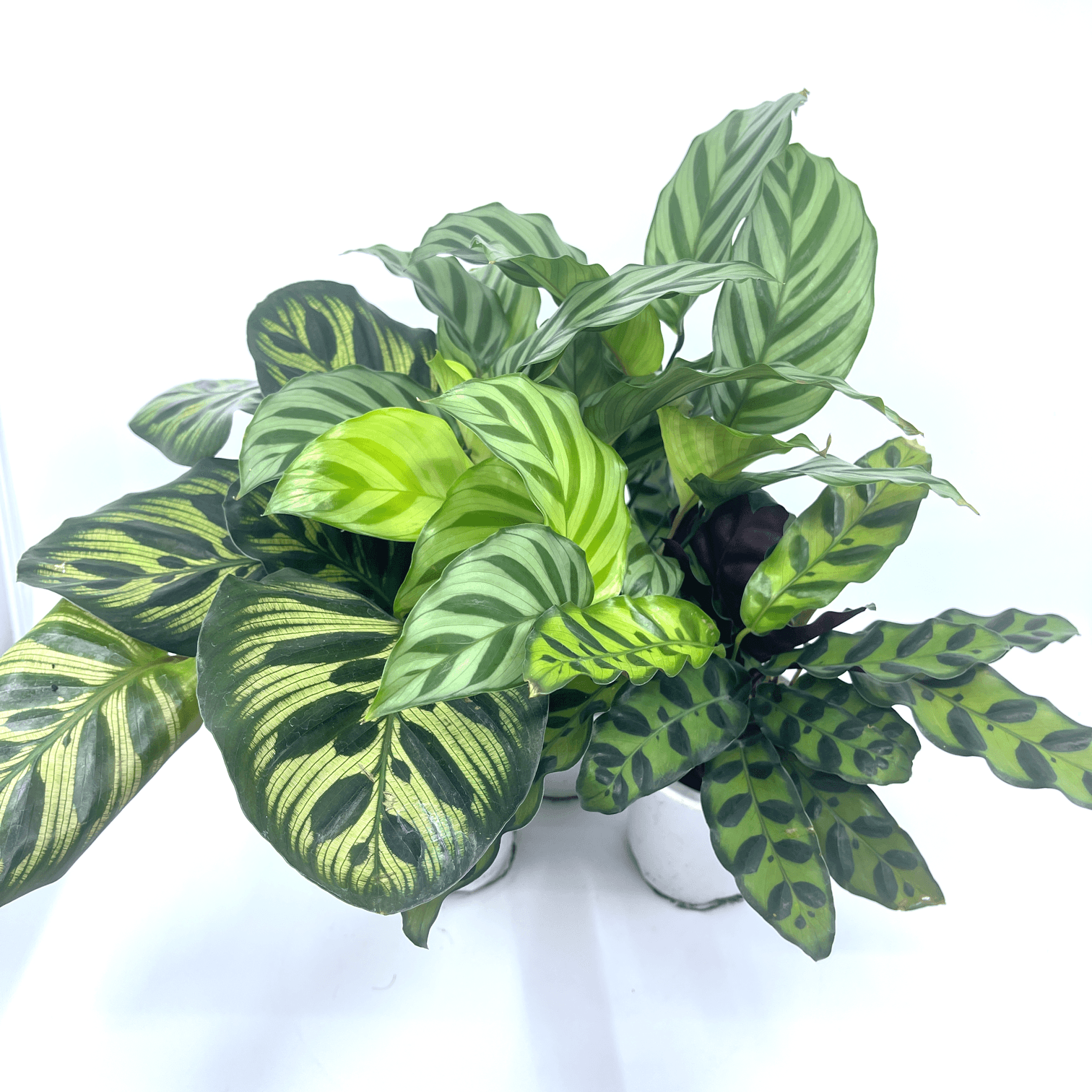 Colourful Calatheas - The Plant Buddies