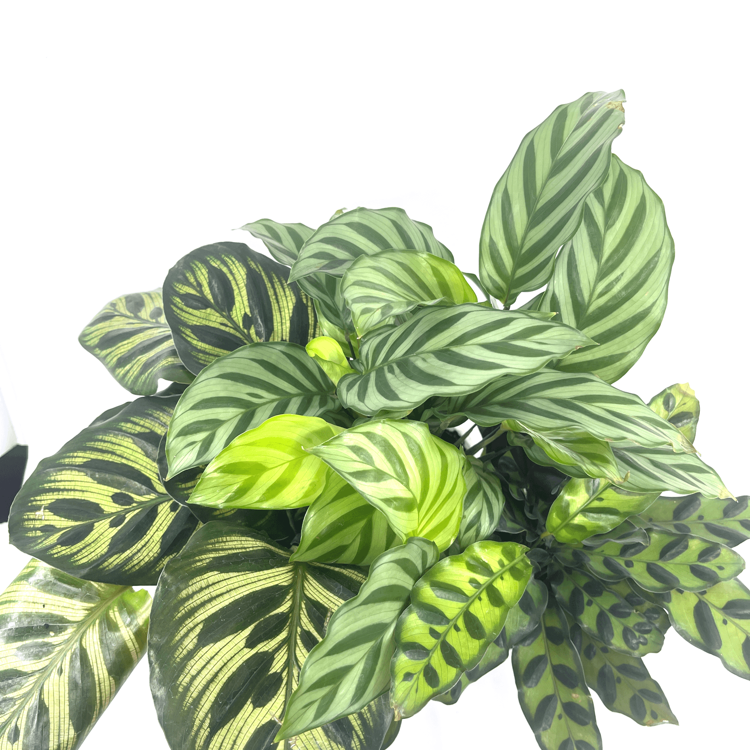 Colourful Calatheas - The Plant Buddies