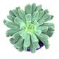 Echeveria - Cloud - The Plant Buddies