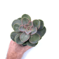 Echeveria - Perle Von Nurnberg - The Plant Buddies