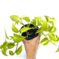 Epipremnum - Devil's Ivy - The Plant Buddies
