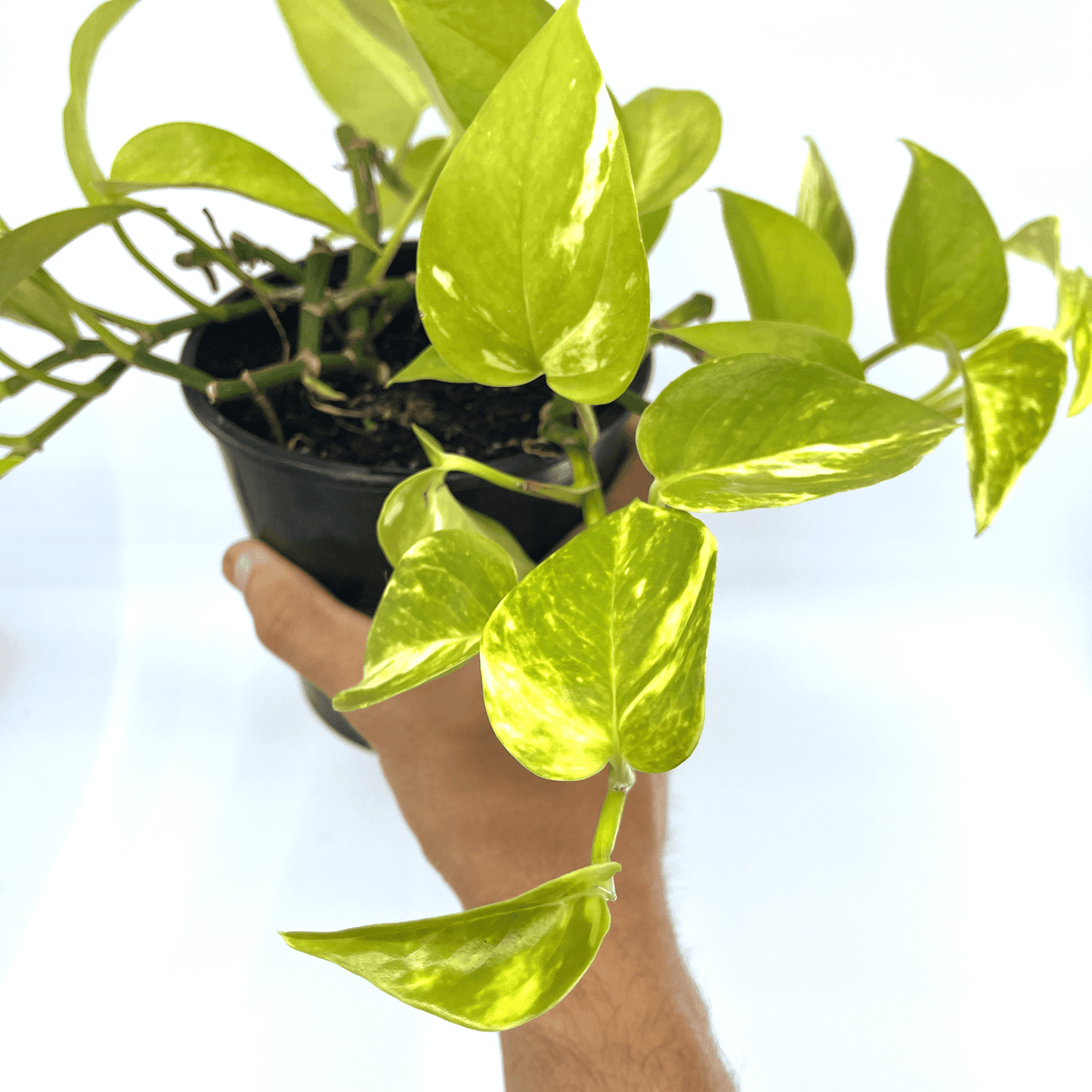 Epipremnum - Devil's Ivy - The Plant Buddies