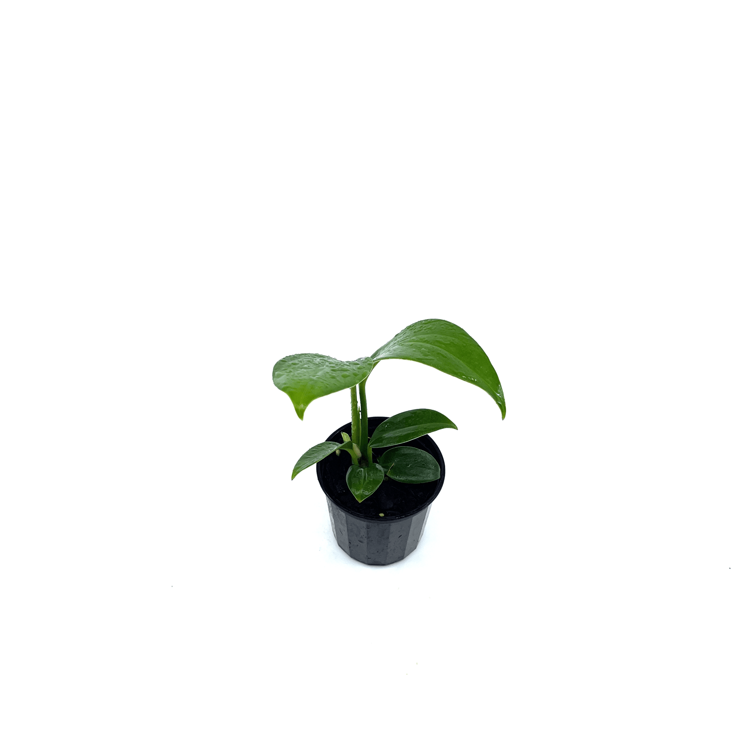 Epipremnum - Pinnatum - The Plant Buddies