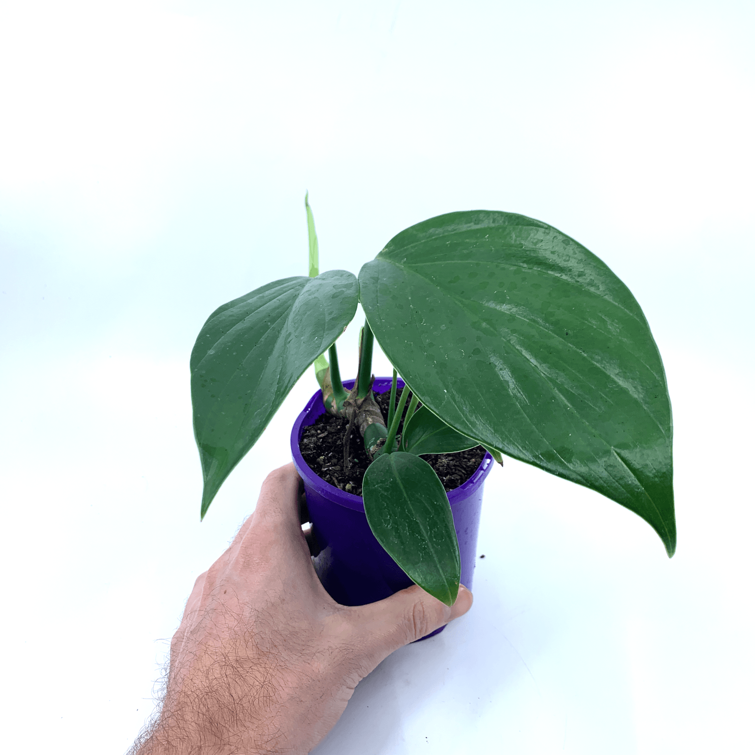 Epipremnum - Pinnatum - The Plant Buddies