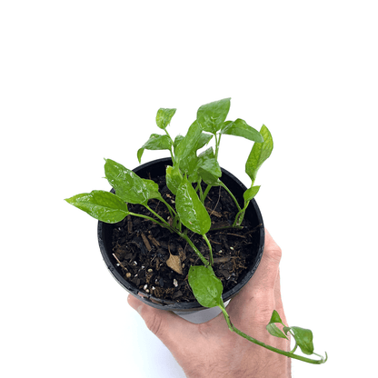 Epipremnum - Thai - The Plant Buddies