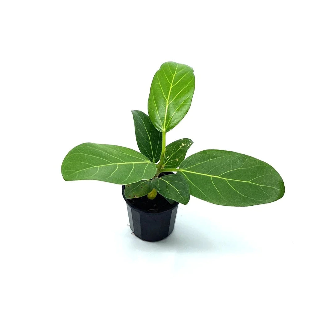Ficus - Audrey - The Plant Buddies