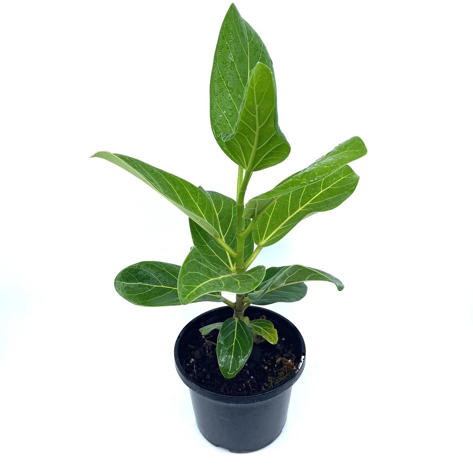 Ficus - Audrey - The Plant Buddies