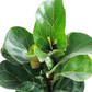 Ficus - Bambino (Fiddle Leaf Fig) - The Plant Buddies