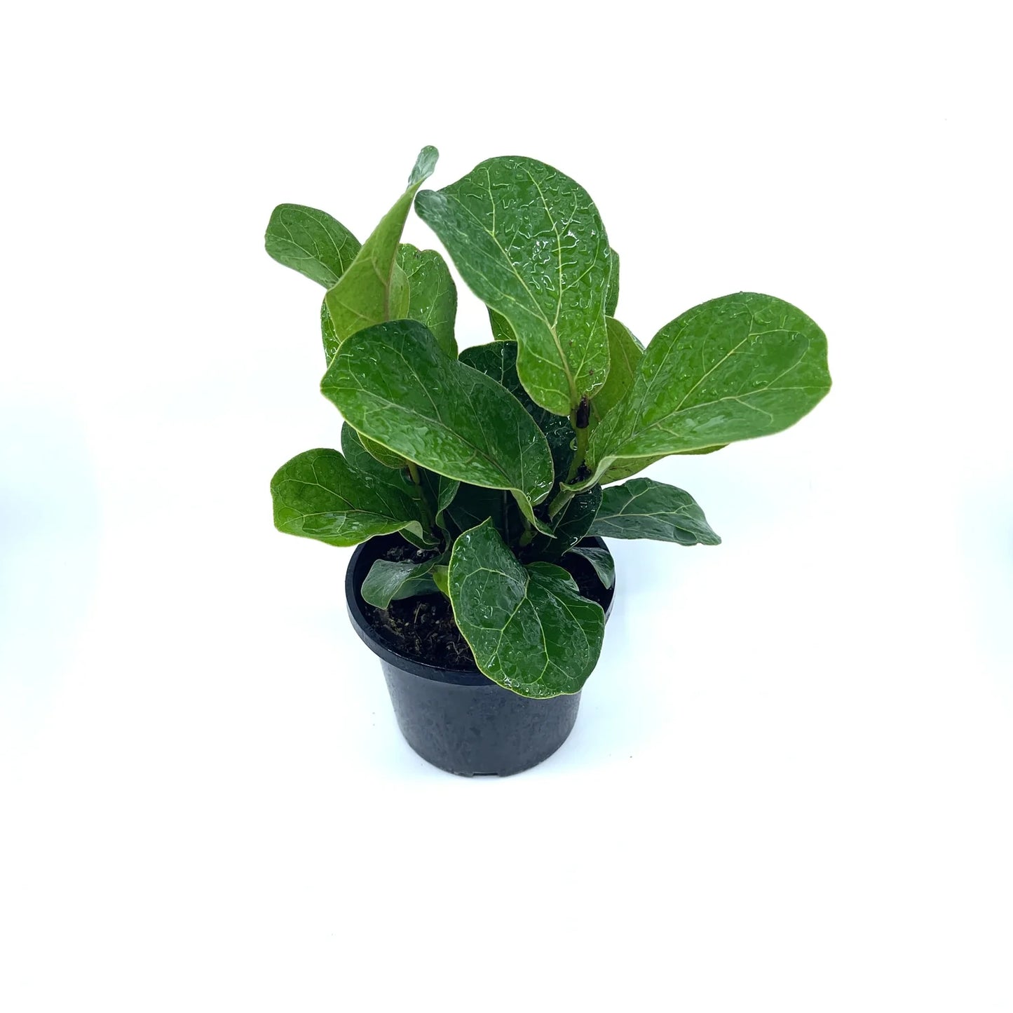 Ficus - Bambino (Fiddle Leaf Fig) - The Plant Buddies