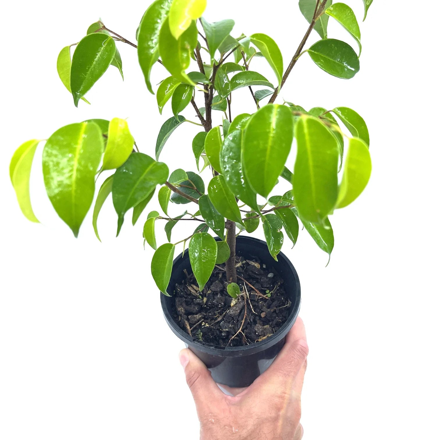 Ficus - Benji - The Plant Buddies