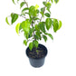 Ficus - Benji - The Plant Buddies