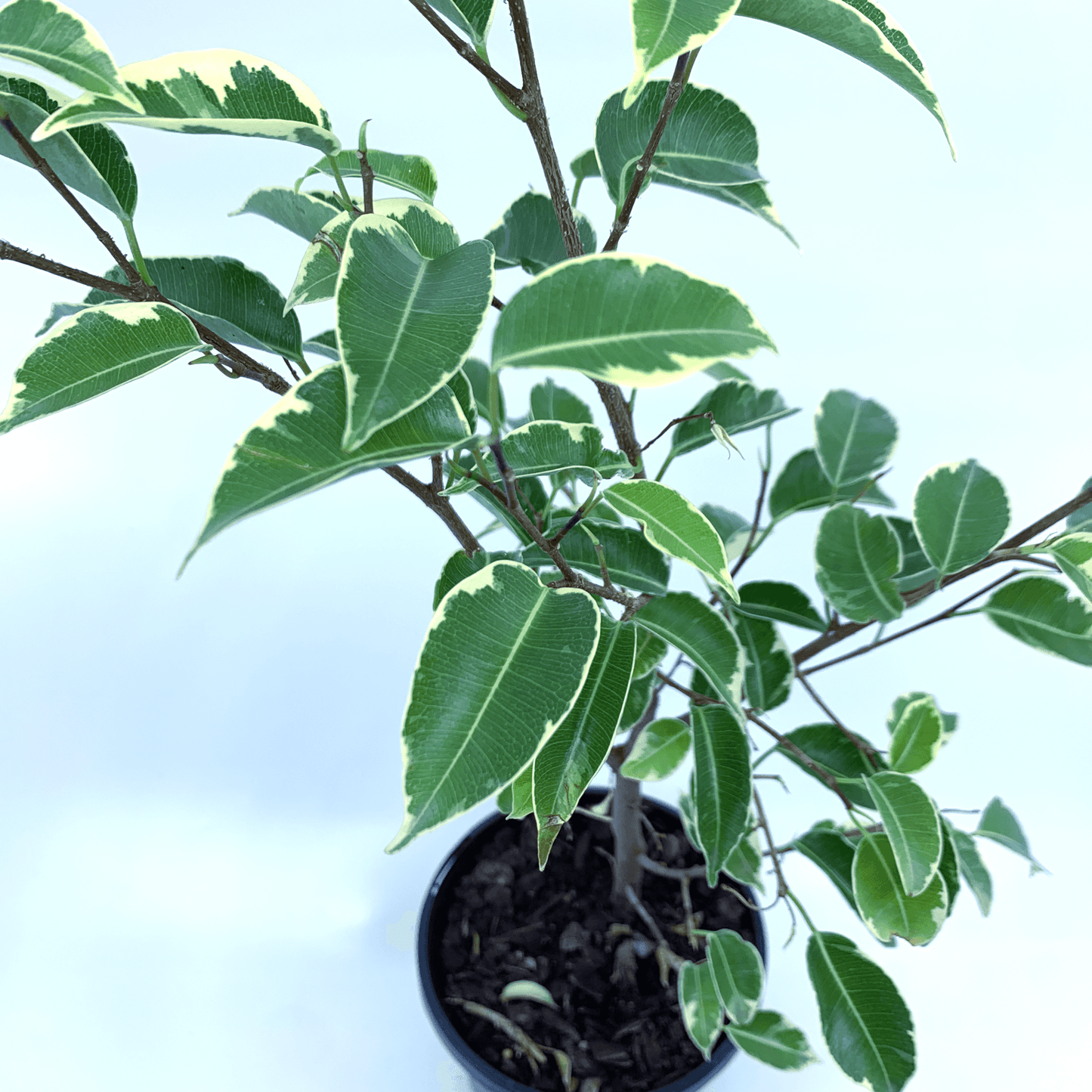 Ficus - Benji (Variegated) - The Plant Buddies