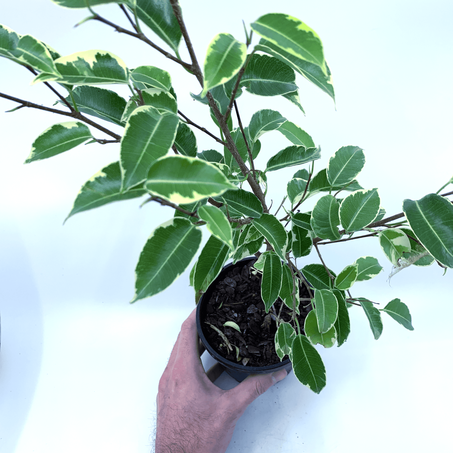 Ficus - Benji (Variegated) - The Plant Buddies