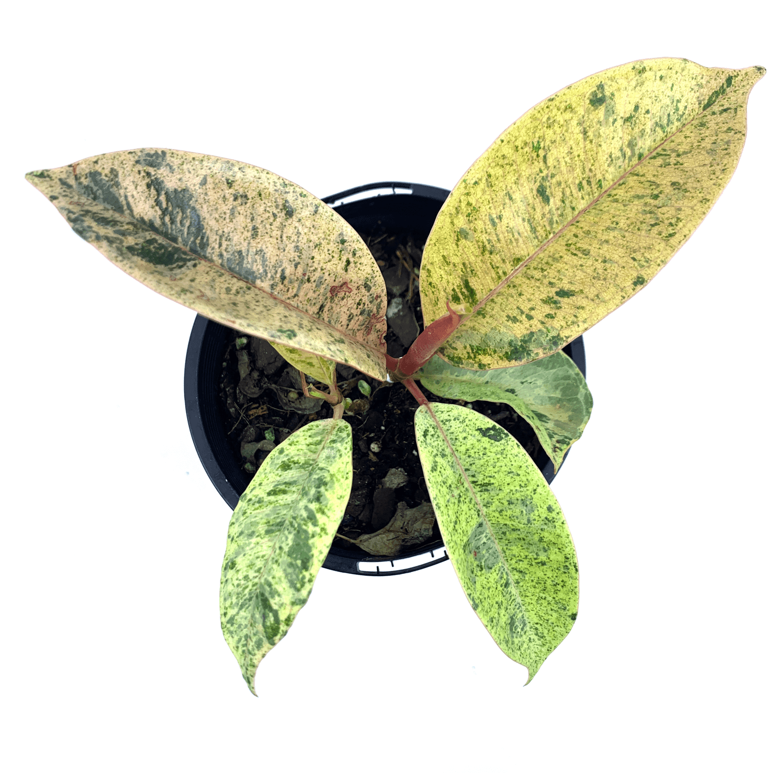 Ficus - Marble - The Plant Buddies