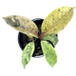 Ficus - Marble - The Plant Buddies
