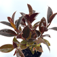 Ficus - Melany - The Plant Buddies