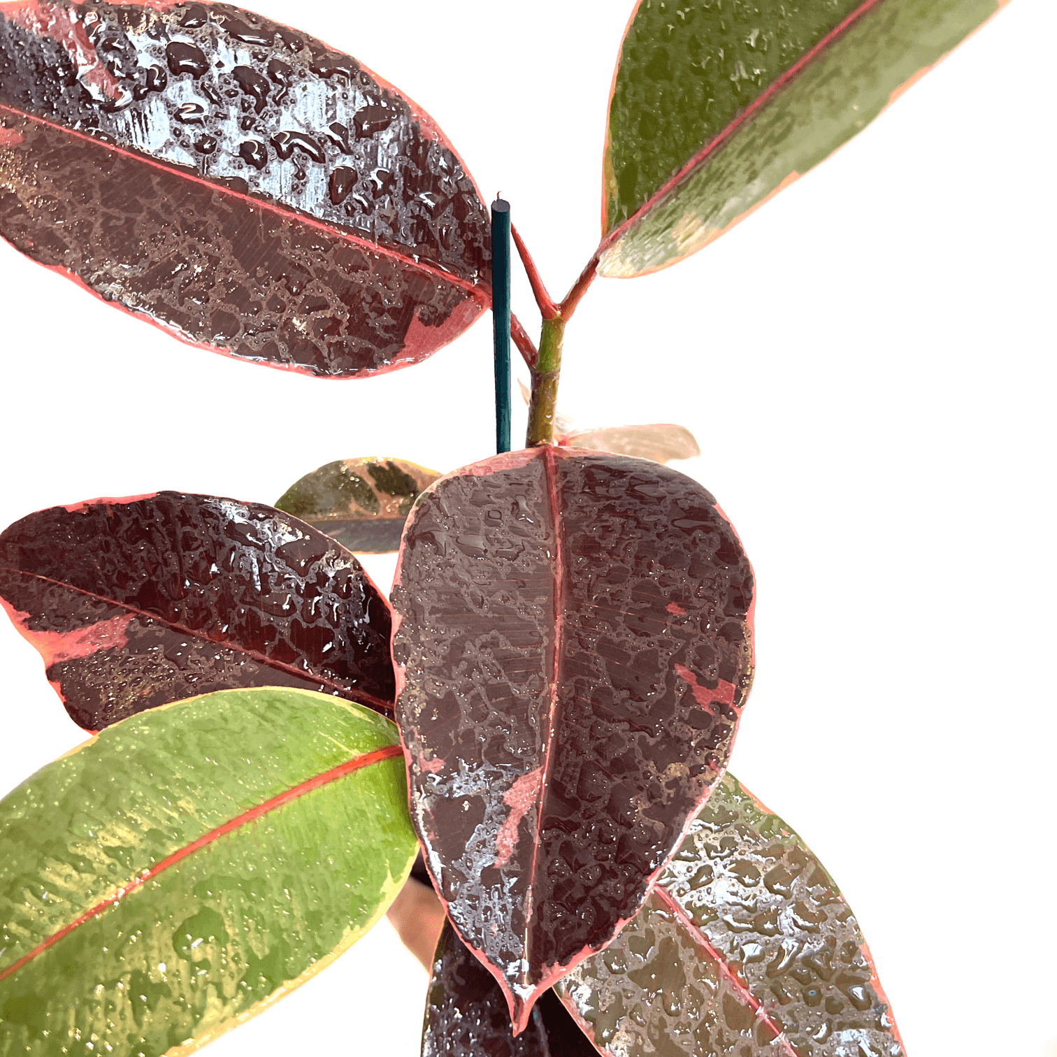 Ficus - Ruby | Buy Indoor Plants Online | The Plant Buddies Australia