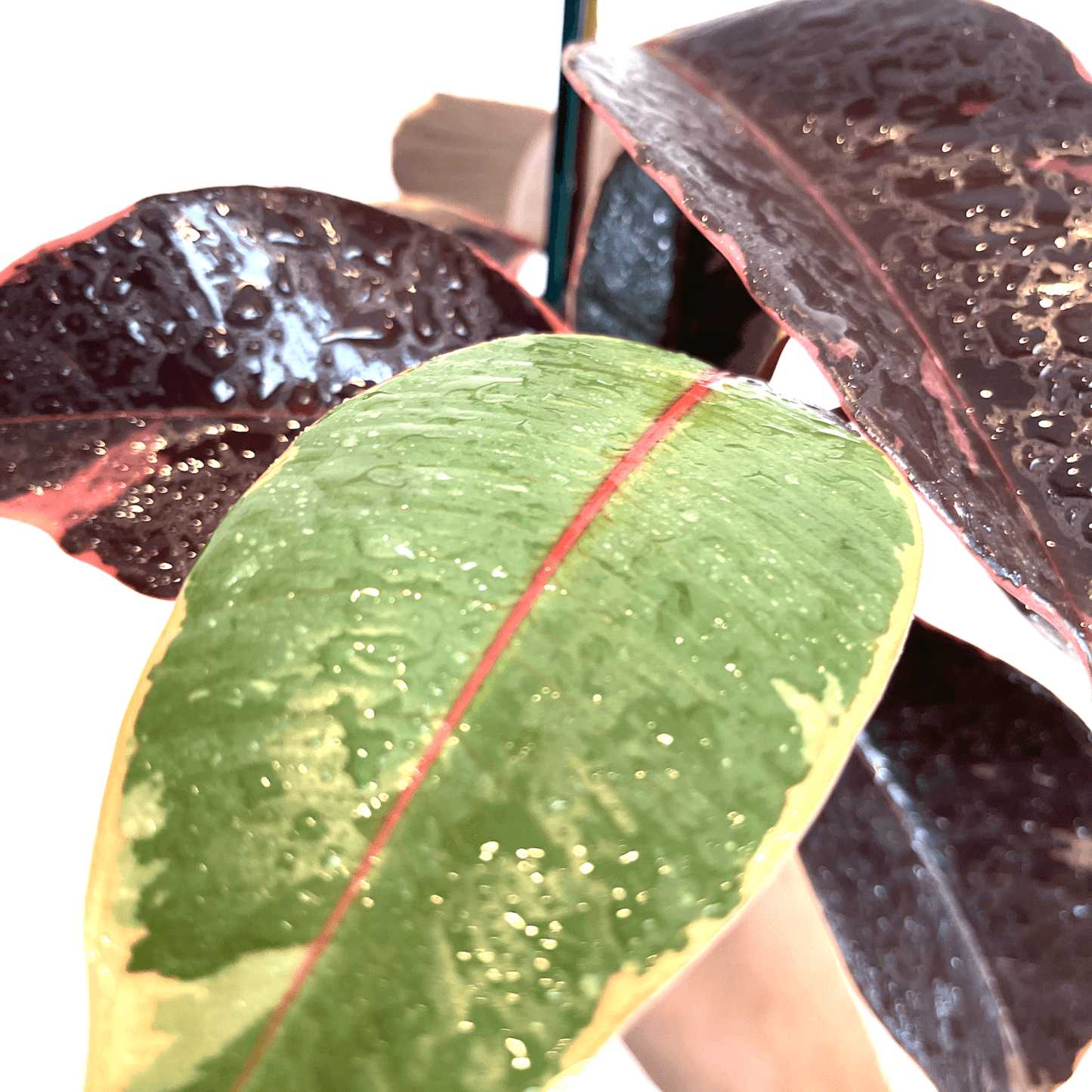 Ficus - Ruby - The Plant Buddies