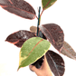 Ficus - Ruby - The Plant Buddies
