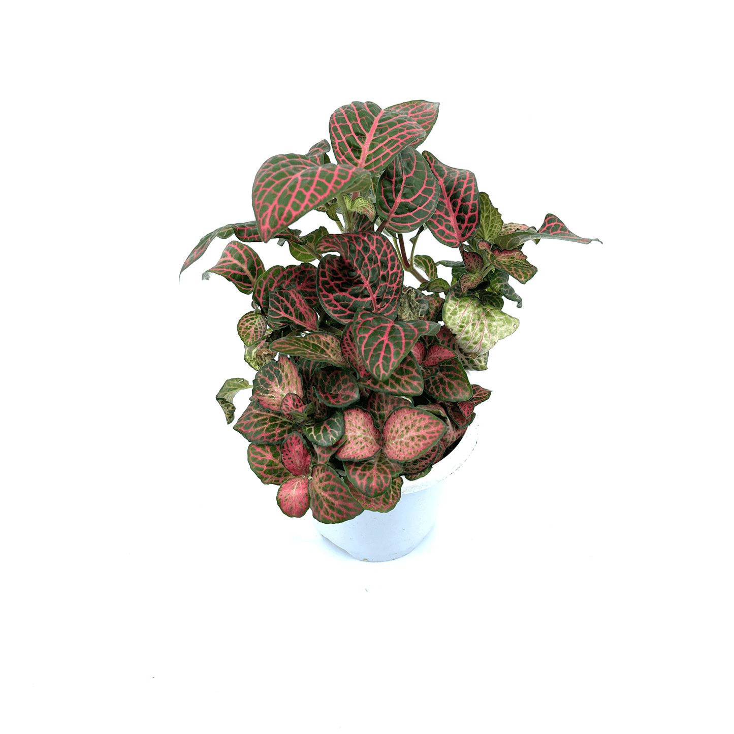 Fittonia - Red (Nerve Plant) - The Plant Buddies