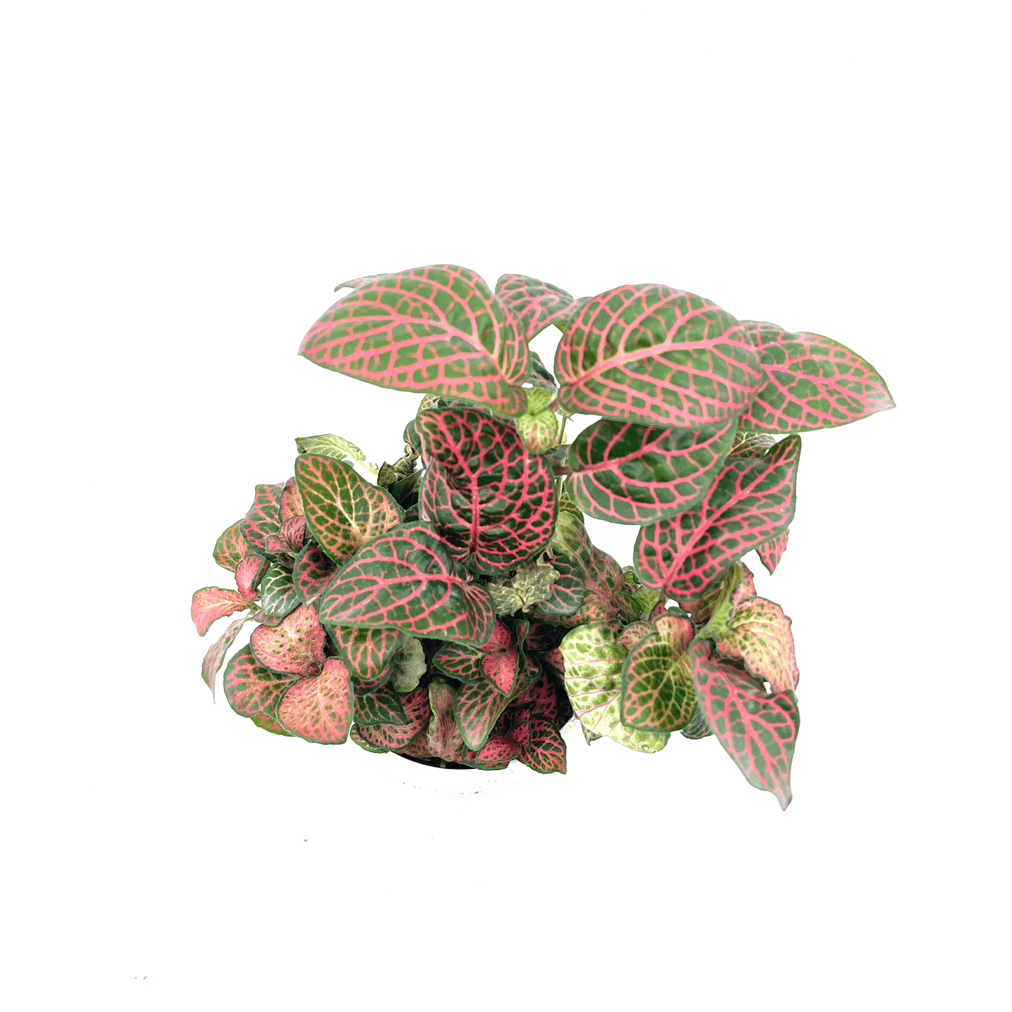 Fittonia - Red (Nerve Plant) - The Plant Buddies