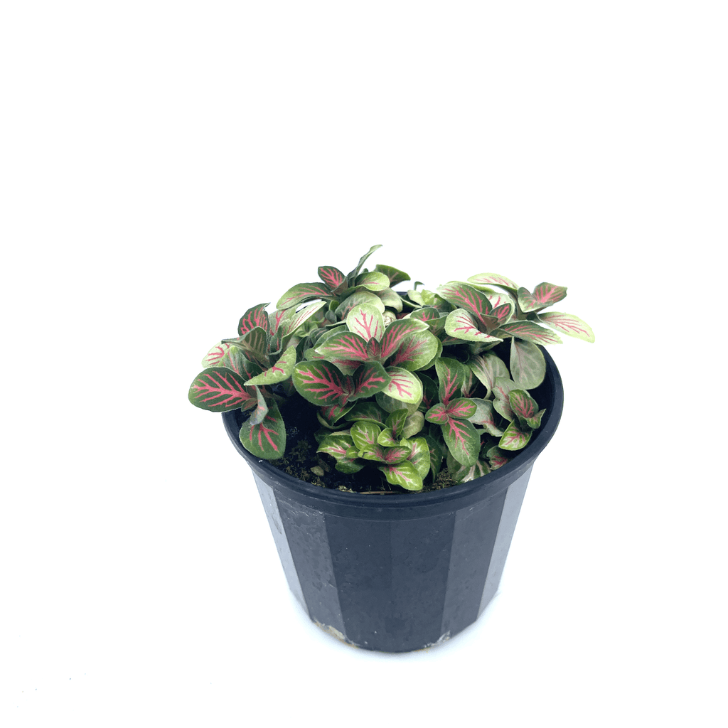 Fittonia - Red (Nerve Plant) - The Plant Buddies