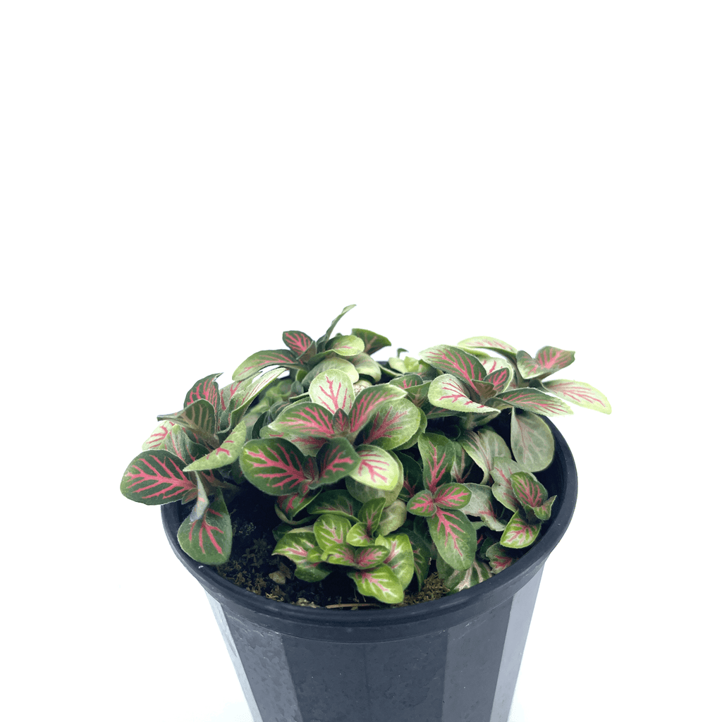 Fittonia - Red (Nerve Plant) - The Plant Buddies