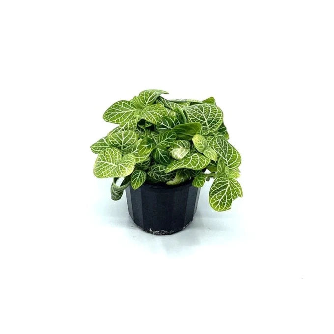 Fittonia - White (Nerve Plant) - The Plant Buddies