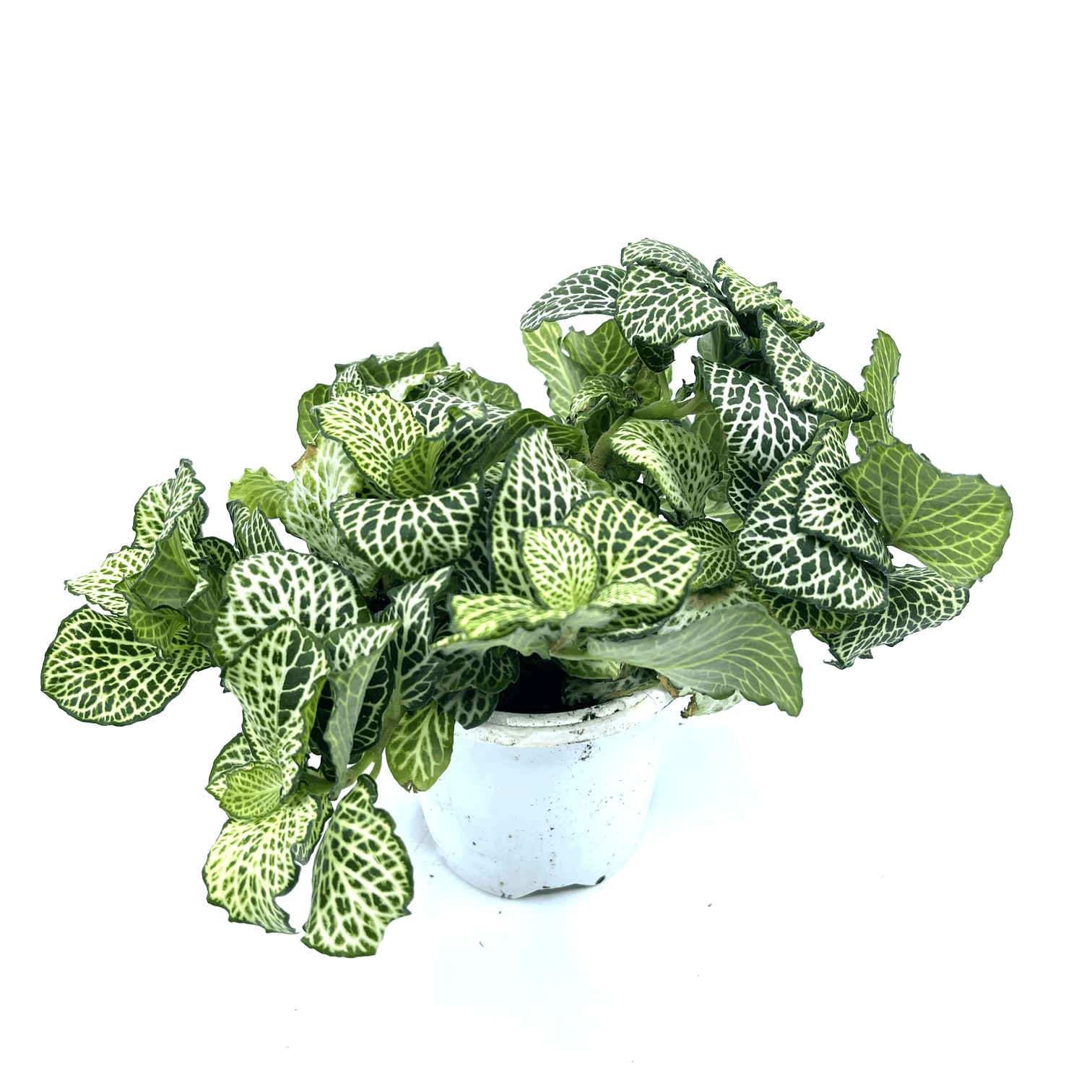 Fittonia - White (Nerve Plant) - The Plant Buddies
