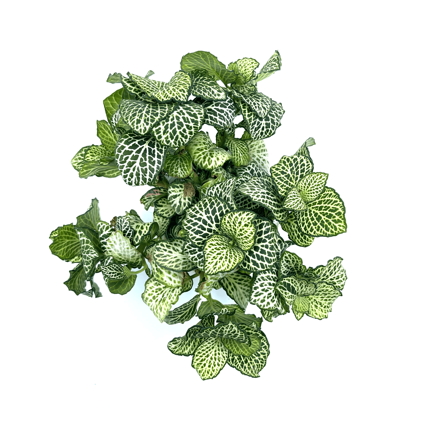 Fittonia - White (Nerve Plant) - The Plant Buddies