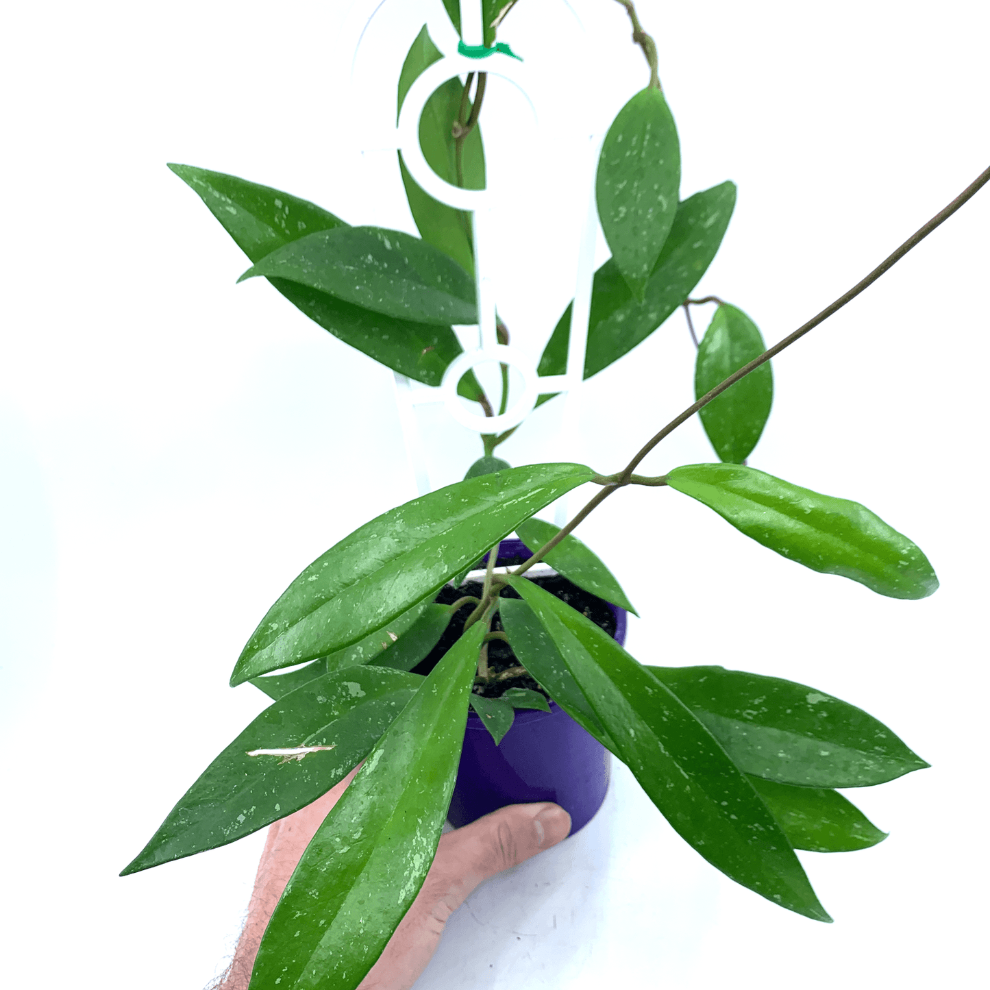 Hoya - Australis - The Plant Buddies