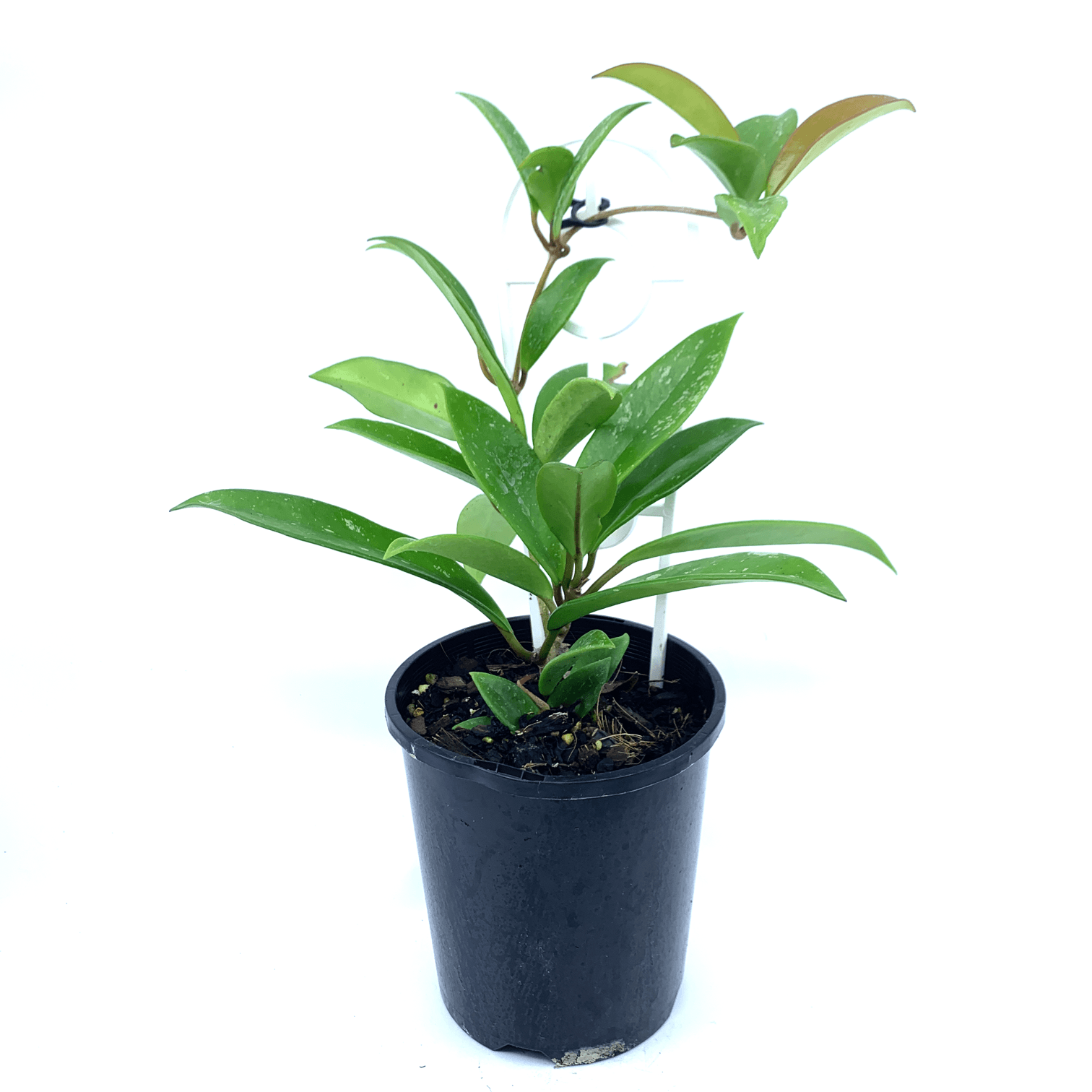 Hoya - Publicalyx - The Plant Buddies