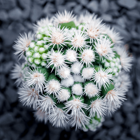 Mammillaria - Arizona Snowcap - The Plant Buddies