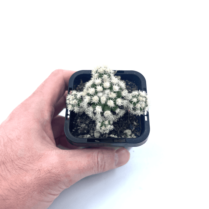 Mammillaria - Arizona Snowcap - The Plant Buddies