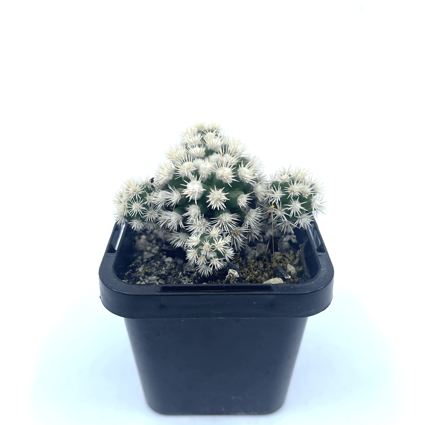 Mammillaria - Arizona Snowcap - The Plant Buddies