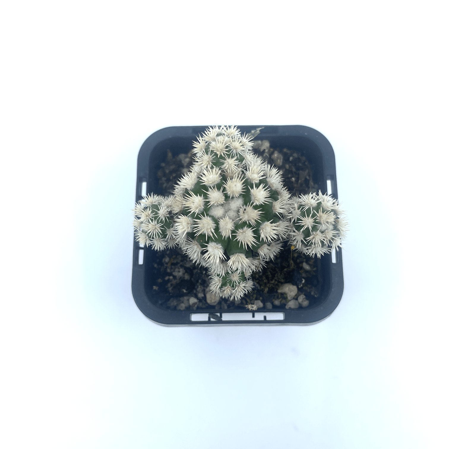 Mammillaria - Arizona Snowcap - The Plant Buddies