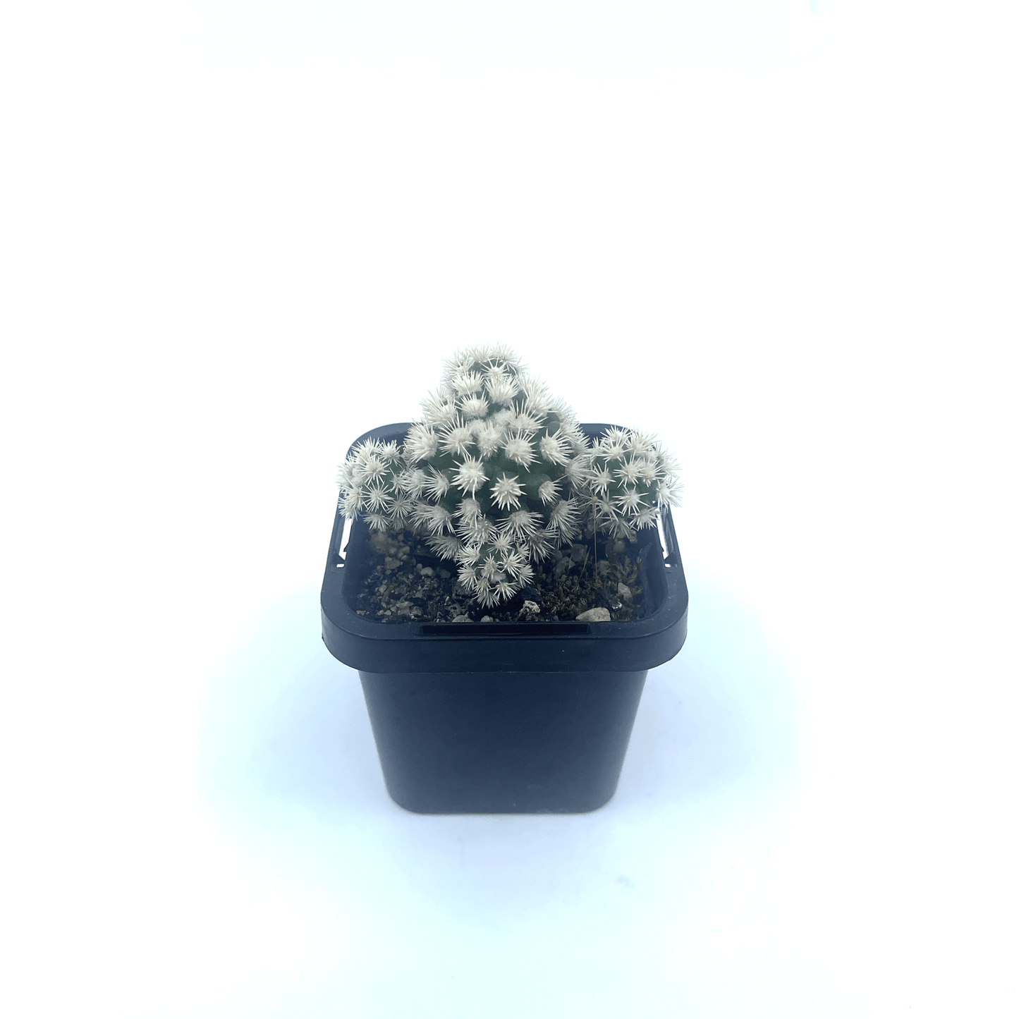 Mammillaria - Arizona Snowcap - The Plant Buddies