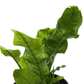Microsorum - Crocodile Fern - The Plant Buddies