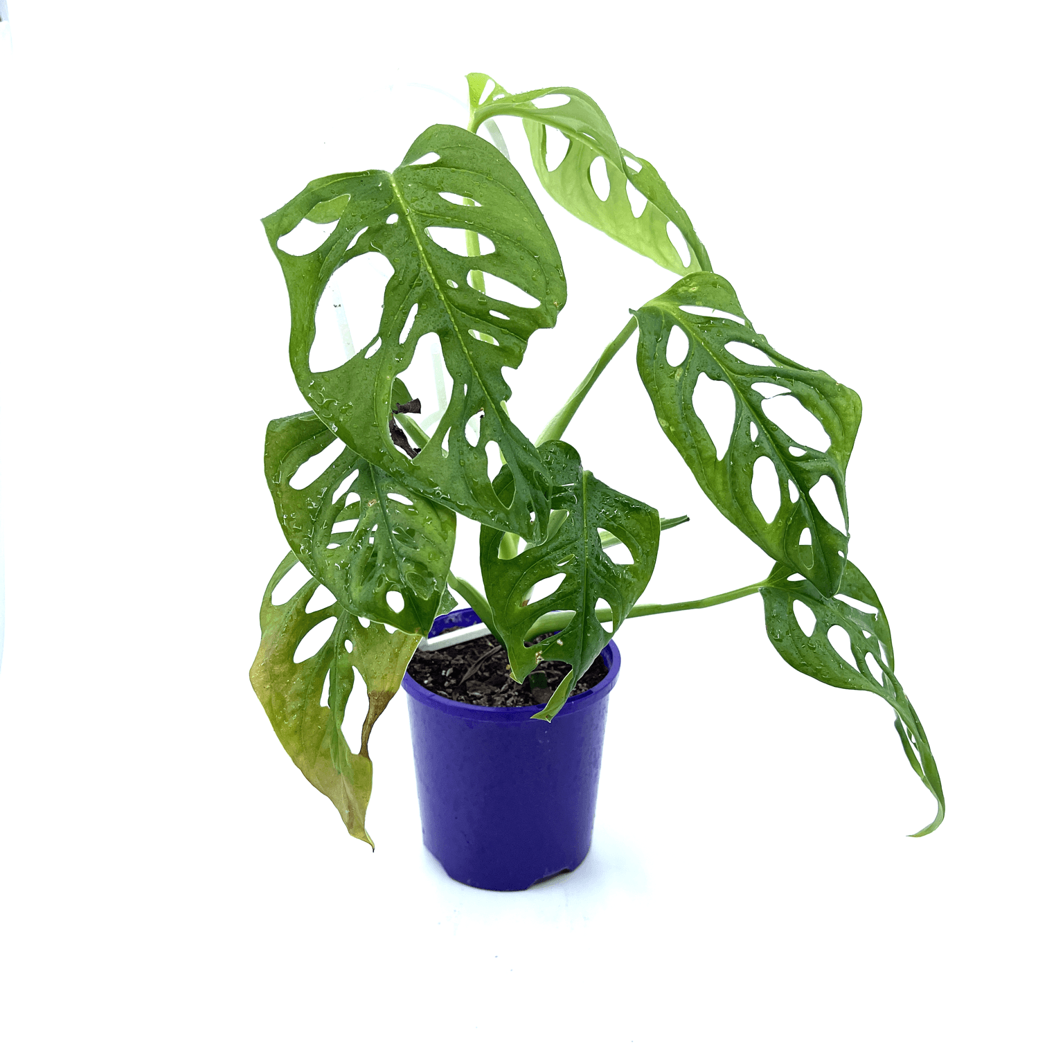 Monstera - Monkey Mask