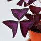 Oxalis - Triangularis - The Plant Buddies