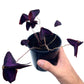 Oxalis - Triangularis - The Plant Buddies