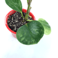Peperomia - Obtusifolia Marble - The Plant Buddies