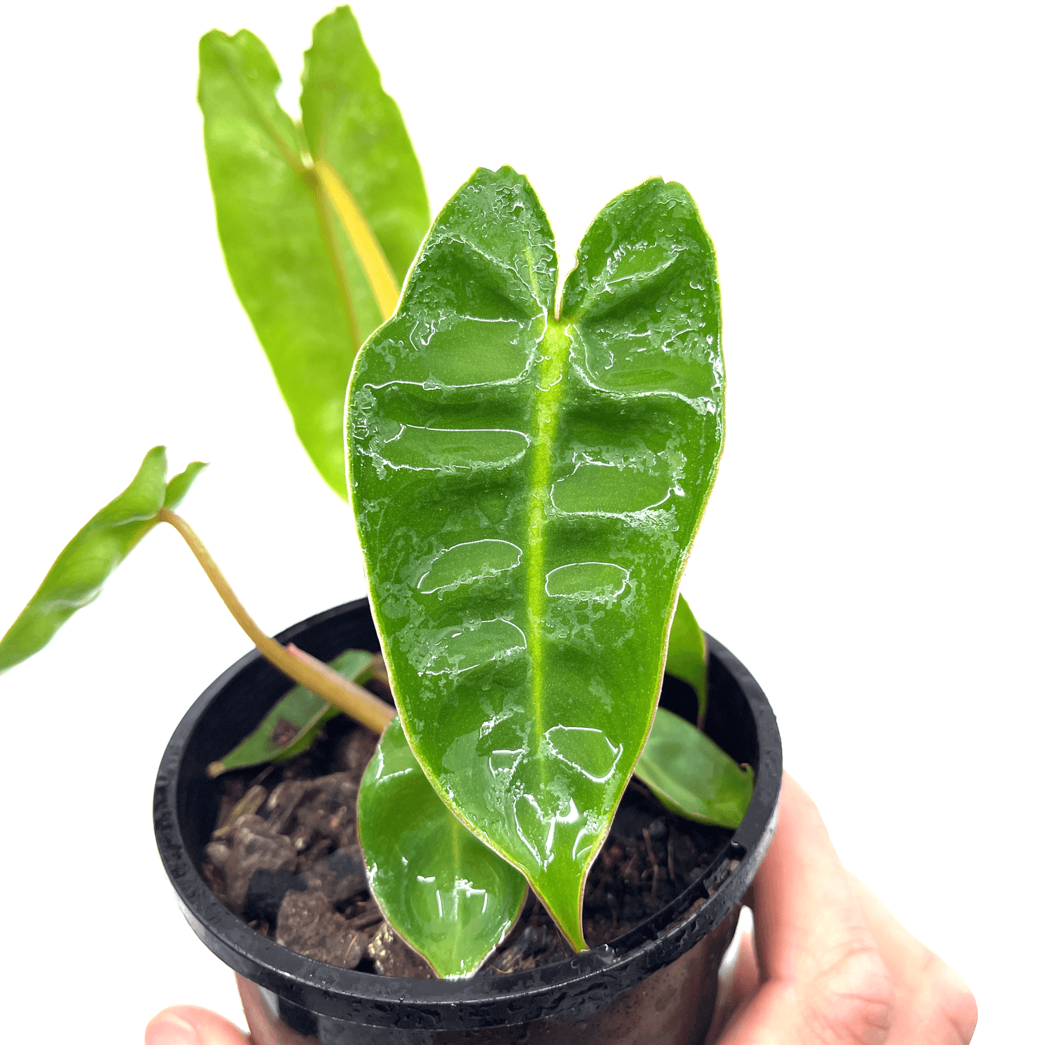 Philodendron - Billietiae - The Plant Buddies