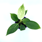 Philodendron - Birkin - The Plant Buddies