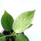 Philodendron - Birkin - The Plant Buddies