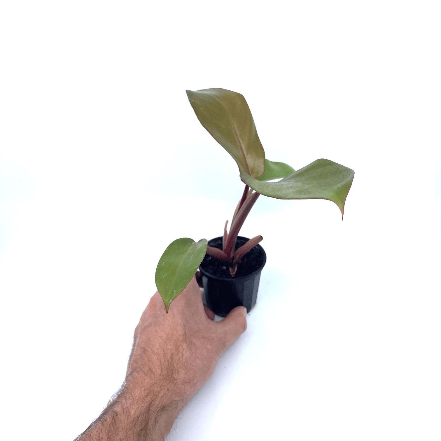 Philodendron - Black Cardinal - The Plant Buddies